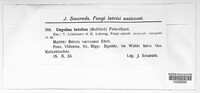 Fomitopsis betulina image